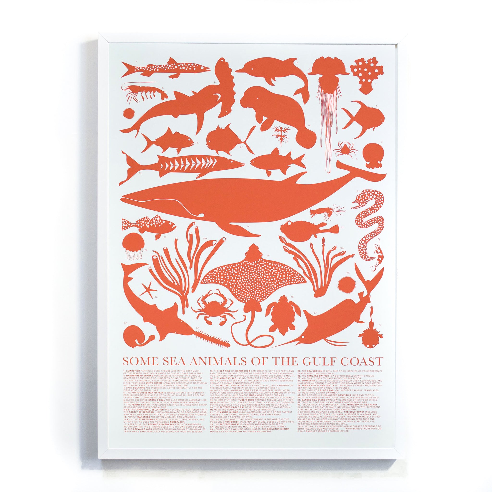 Sea Animals of the Gulf Coast Print